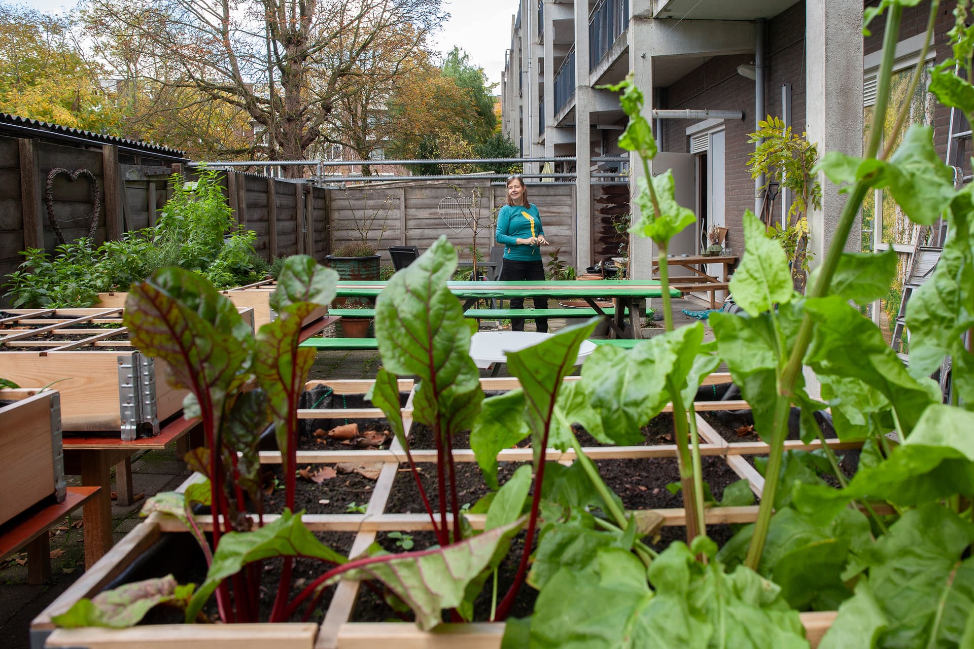 De moestuin van Open Huis Crooswijk