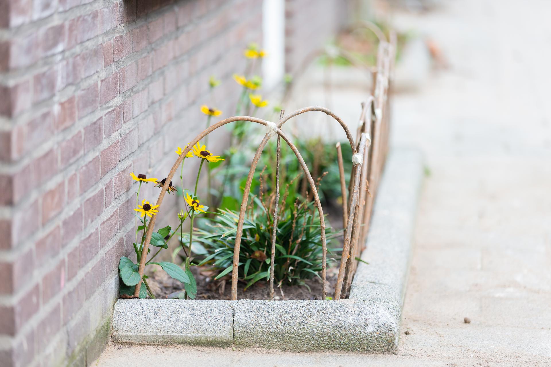 Geveltuintje in Rotterdam tegen wateroverlast