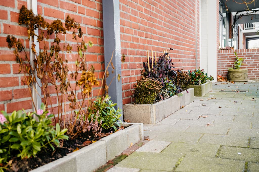Plantjes in een geveltuin