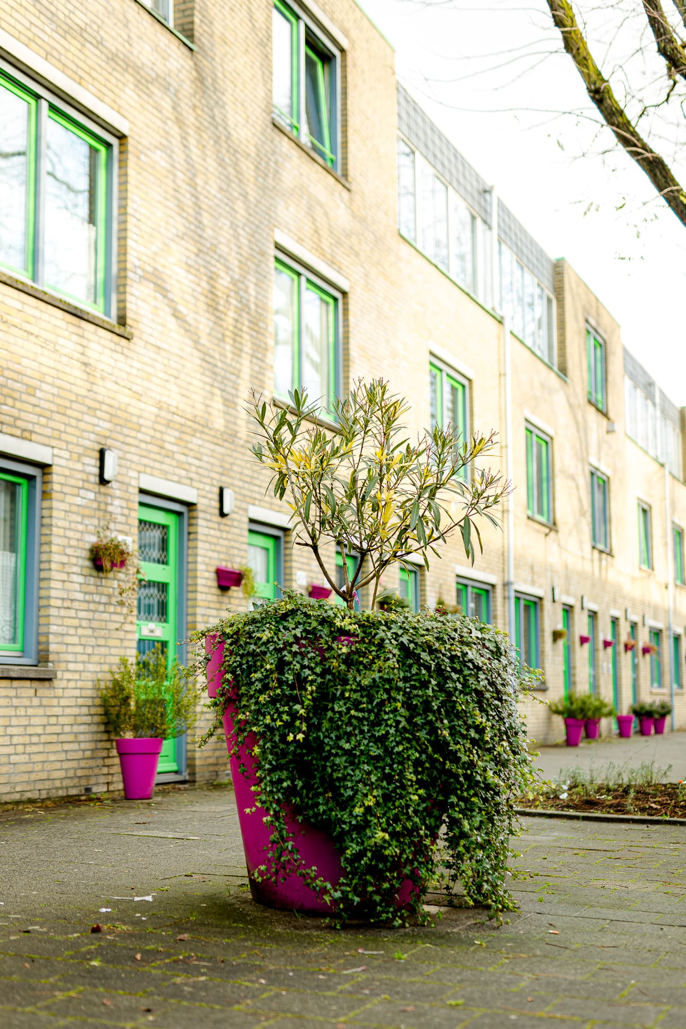 Grote roze pot met plant op straat