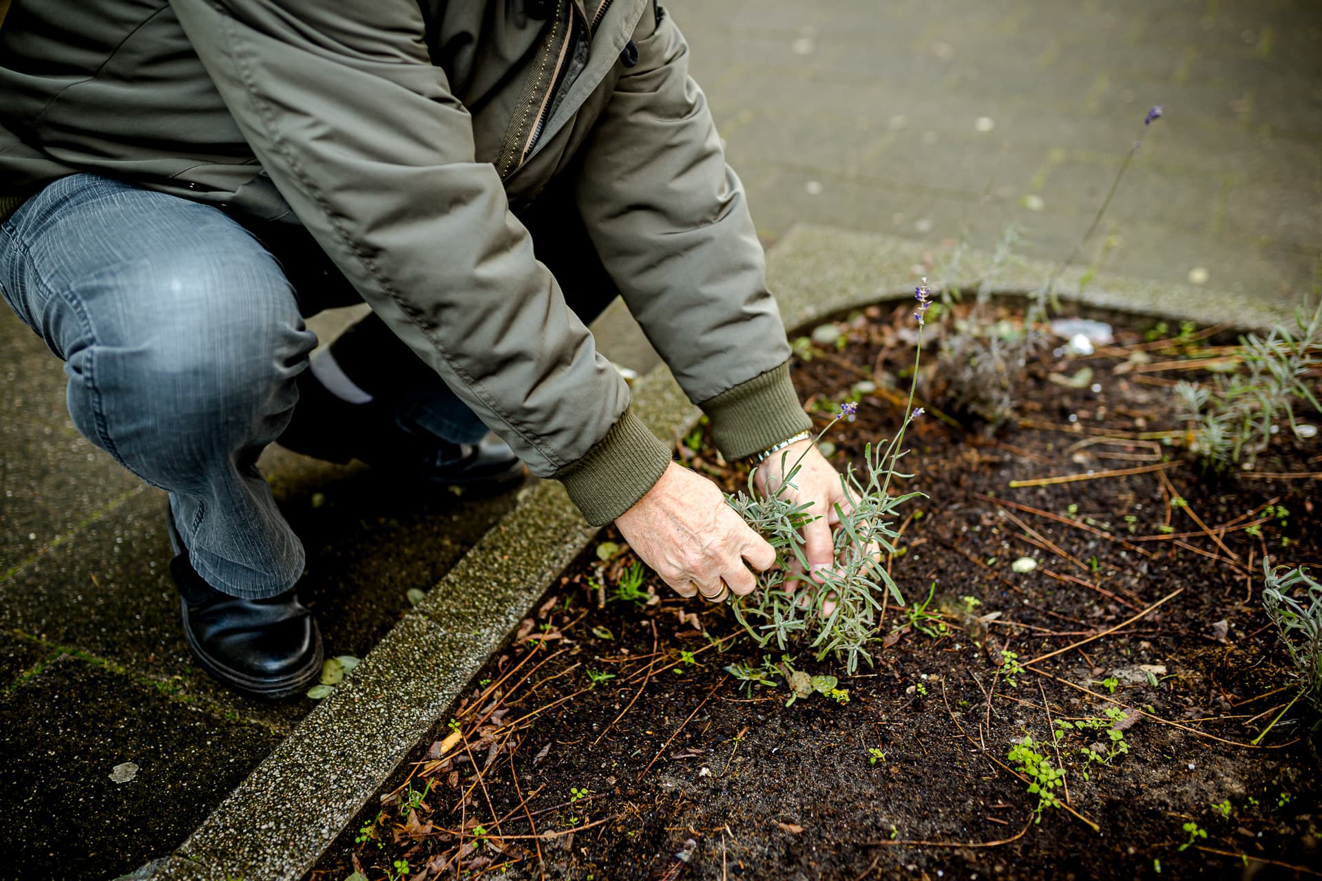 Persoon plant plantje in de aarde