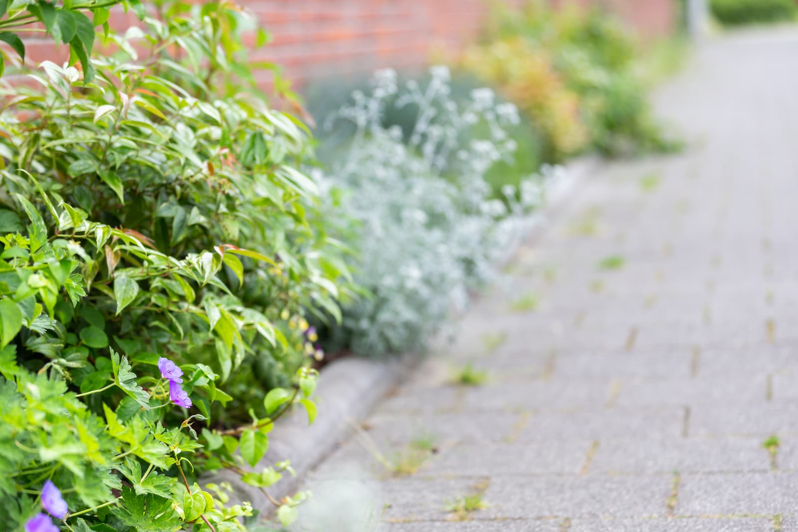 Geveltuin met planten