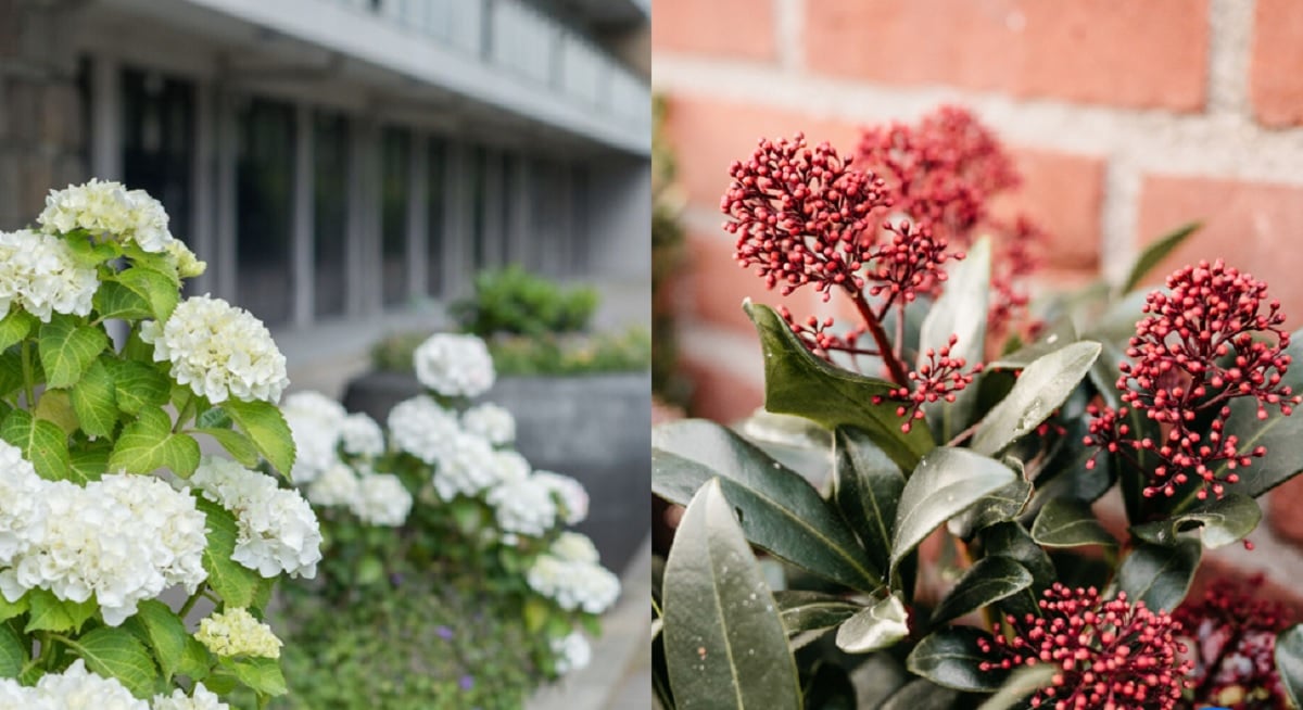 Witte bloemen en rode planten