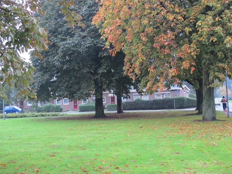 Grasveld met bomen in de Wielewaal