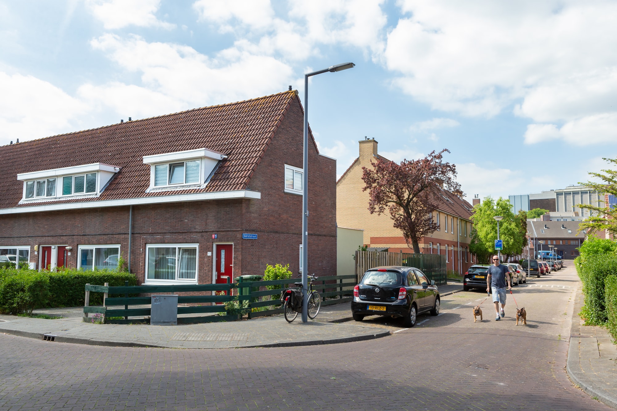 Man laat honden uit op straat in de Tarwebuurt