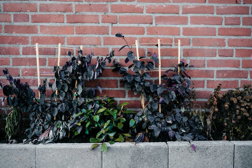Geveltuin met planten
