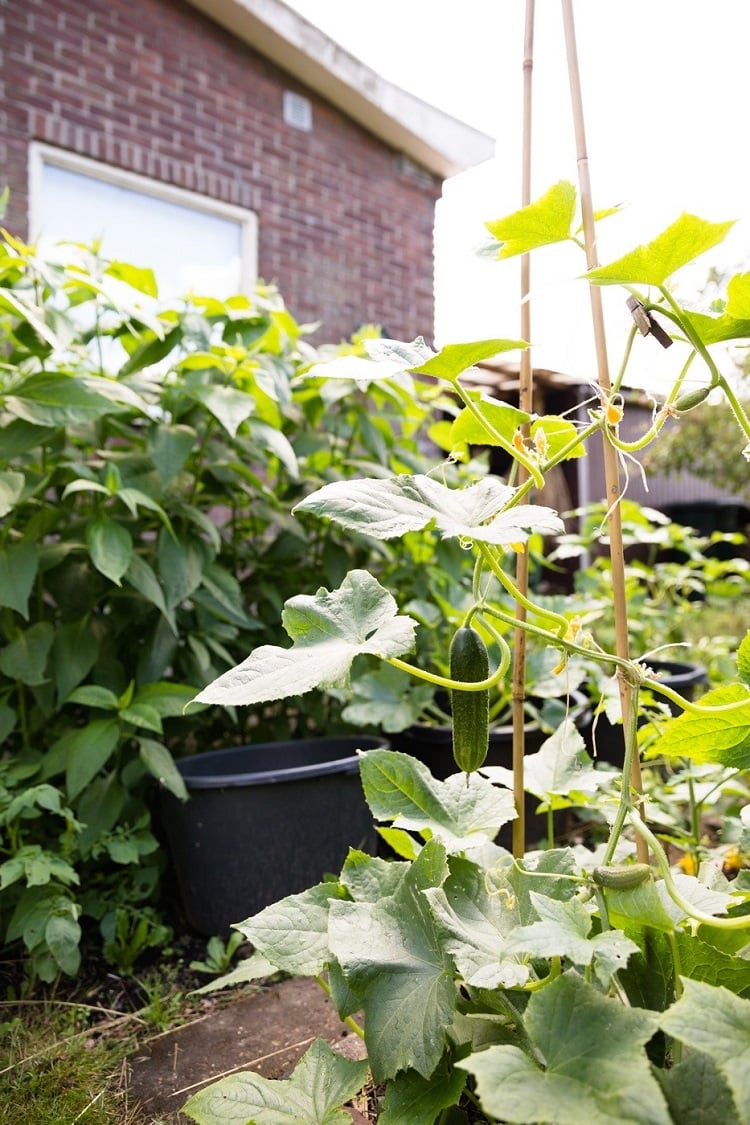 Plantjes in adoptietuin Wielewaal