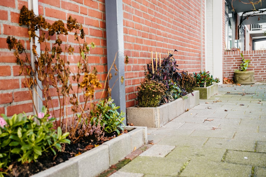 Plantjes in een geveltuin