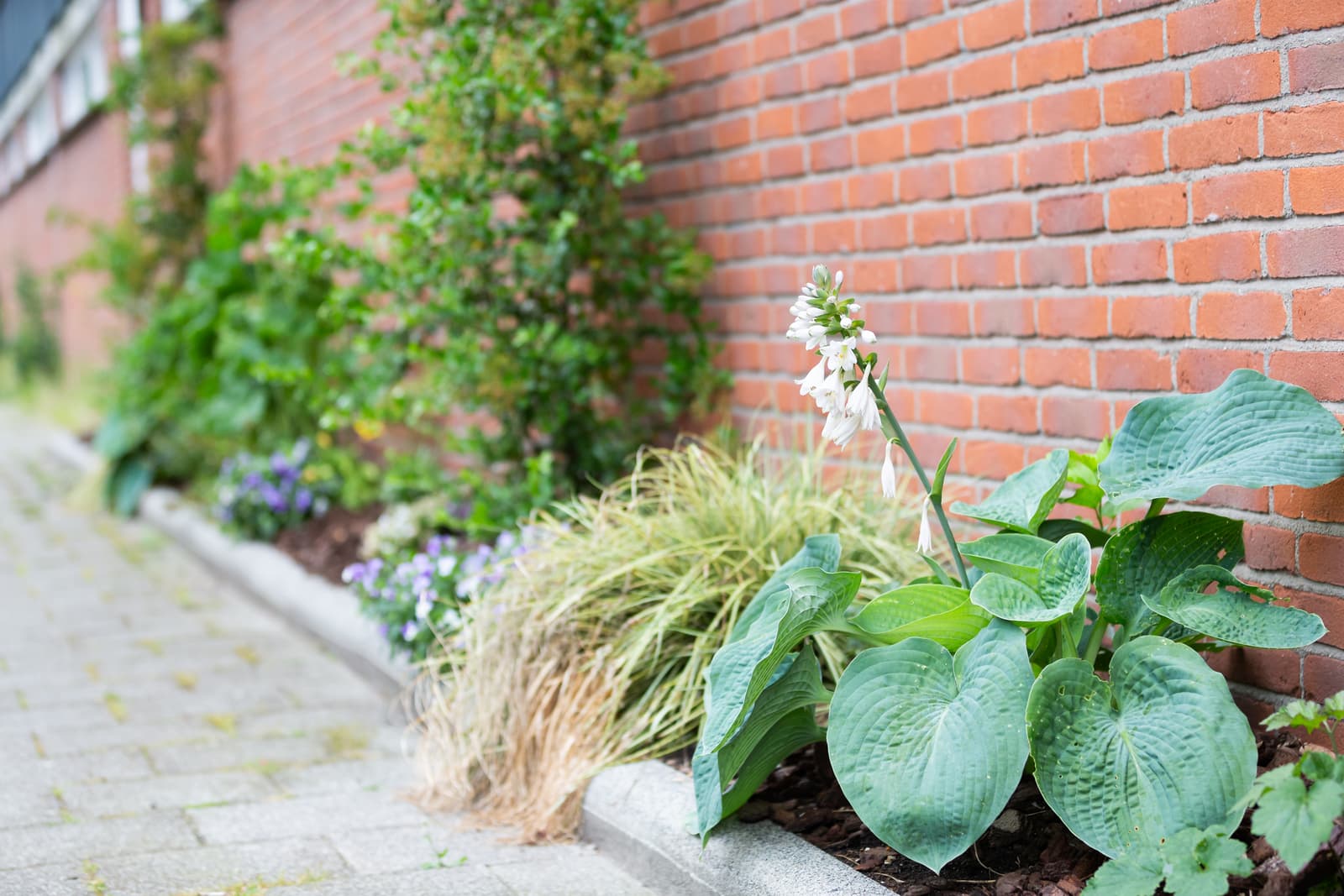Geveltuin met planten en bloemen