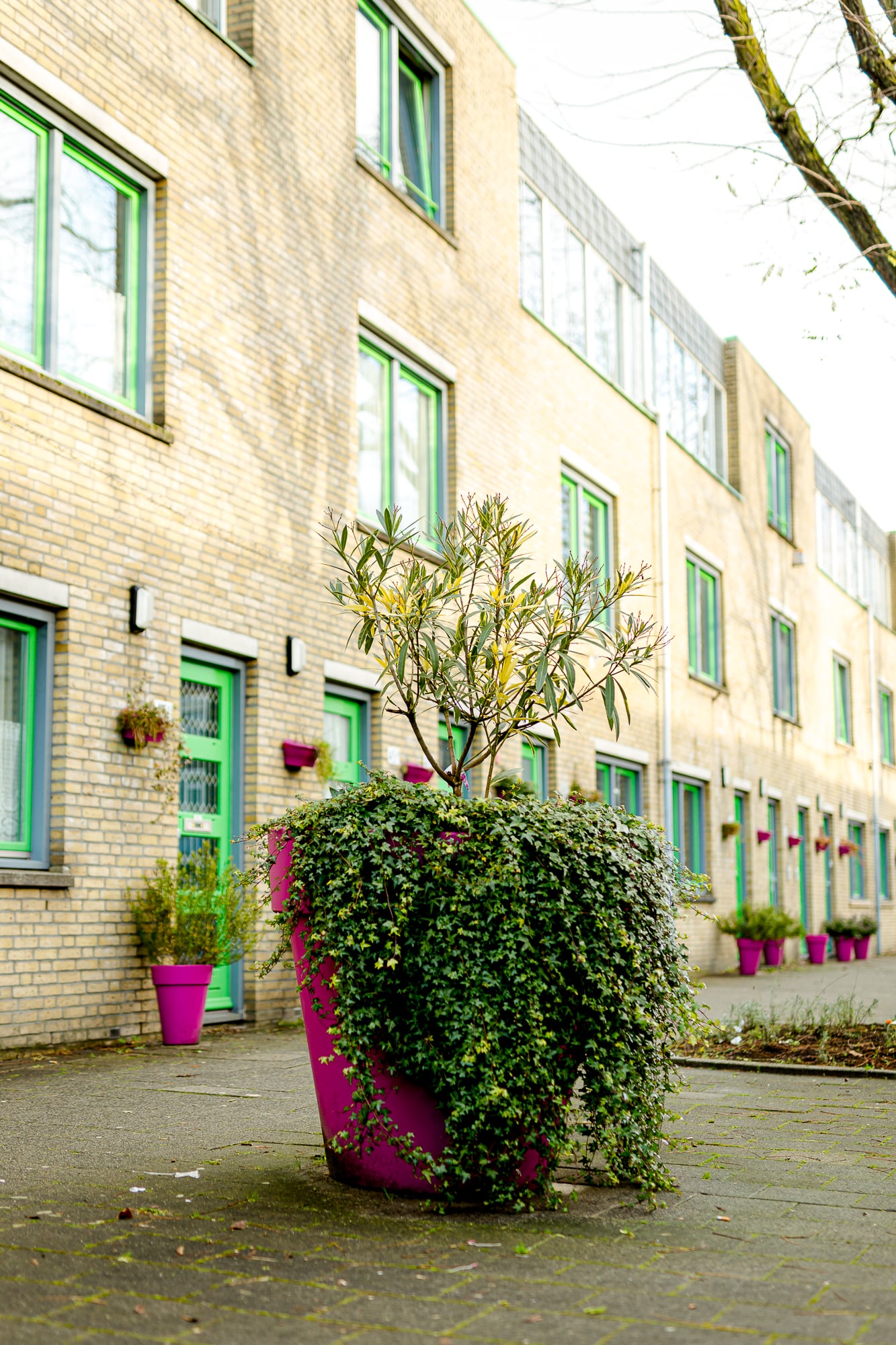 Grote roze pot met plant op straat