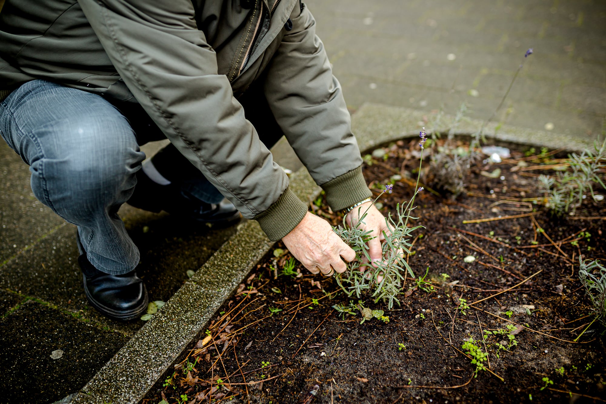 Persoon plant plantje in de aarde